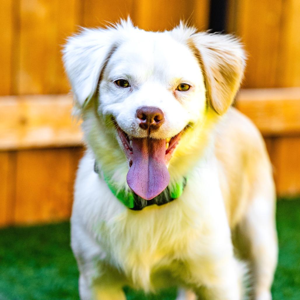 Enlarge Turtle, a Adoptable Mixed Breed in Naperville, IL image 1/5