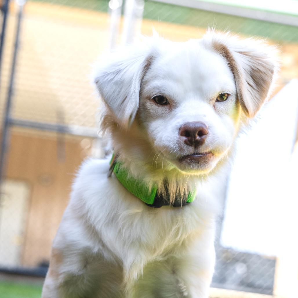 Enlarge Turtle, a Adoptable Mixed Breed in Naperville, IL image 2/5