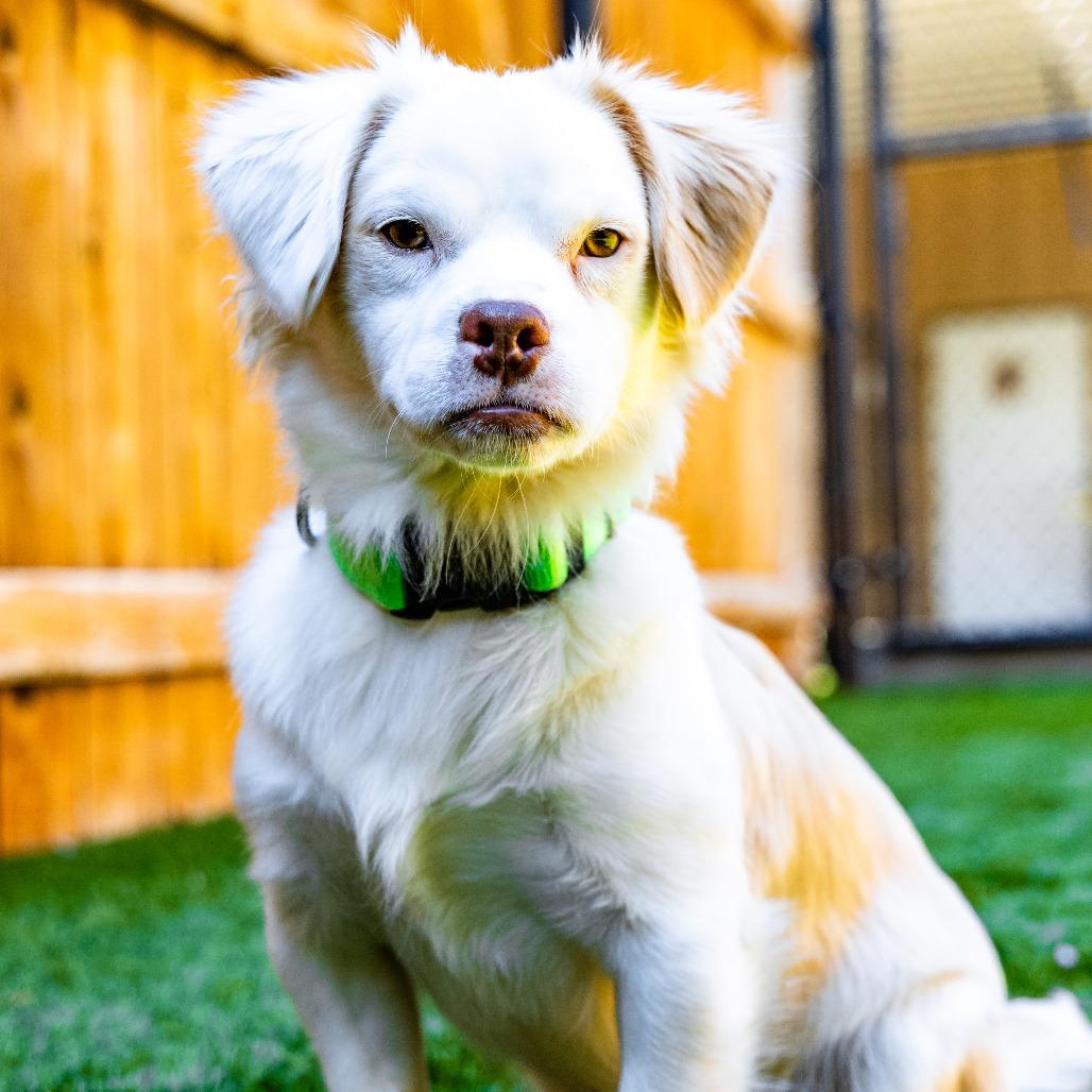 Enlarge Turtle, a Adoptable Mixed Breed in Naperville, IL image 4/5