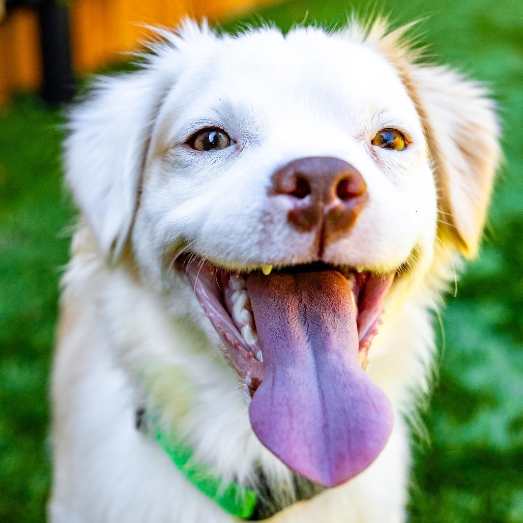 Enlarge Turtle, a Adoptable Mixed Breed in Naperville, IL image 5/5