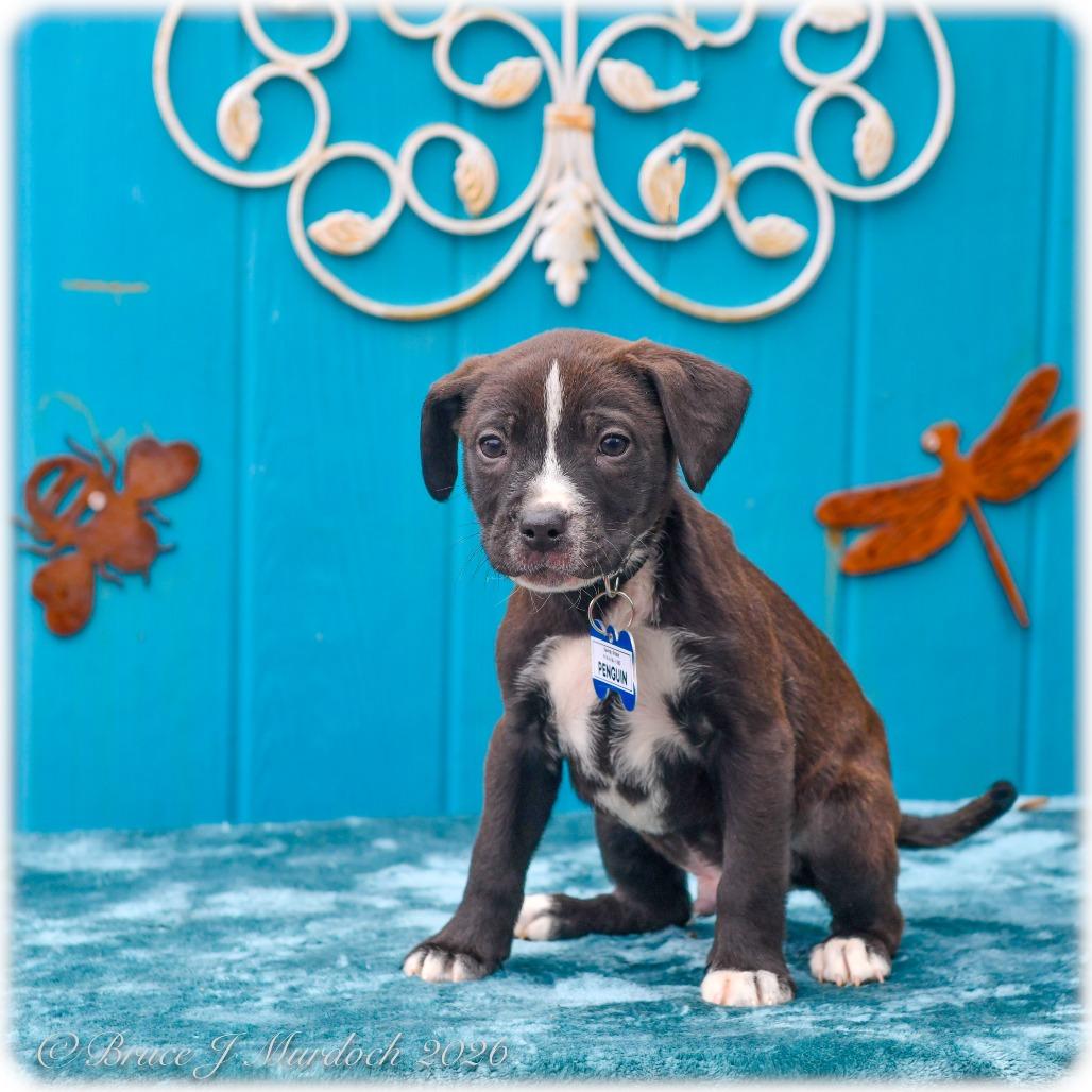 Penguin, Adoptable, Puppy Male Pit Bull Terrier.
