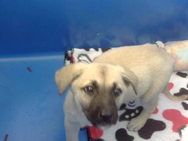 GRETTA, Adoptable, Young Female Mixed Breed.