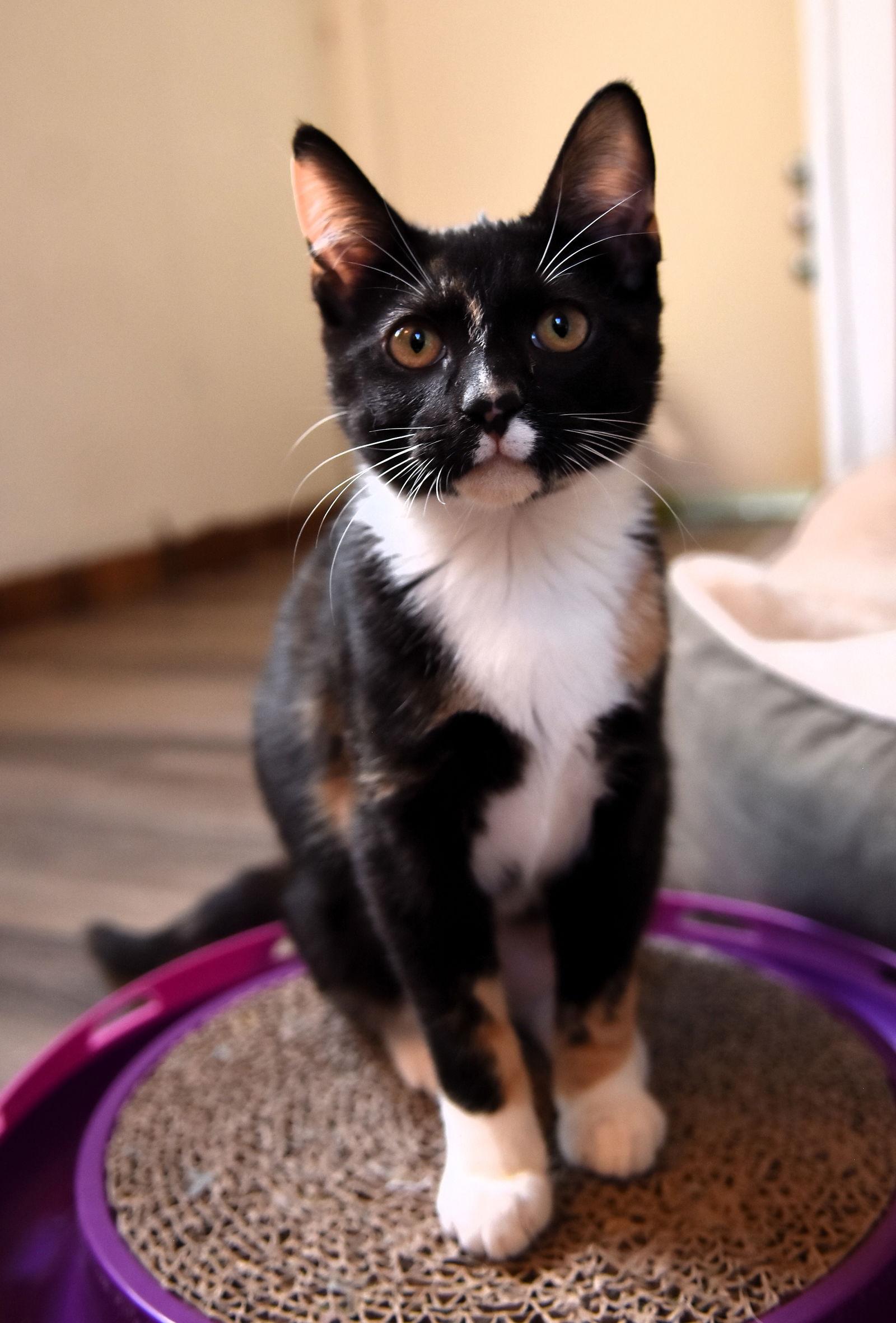 Comet, Adopted, Kitten Female Calico & Domestic Short Hair.