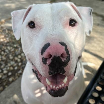 Barley, Adoptable, Adult Male Bull Terrier.