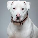 Enlarge Barley, a Adoptable mixed breed in Indianapolis, IN image 2/6