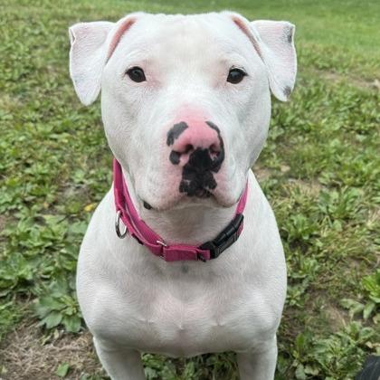Enlarge Barley, a Adoptable mixed breed in Indianapolis, IN image 3/6