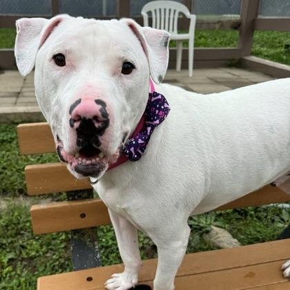 Enlarge Barley, a Adoptable mixed breed in Indianapolis, IN image 4/6