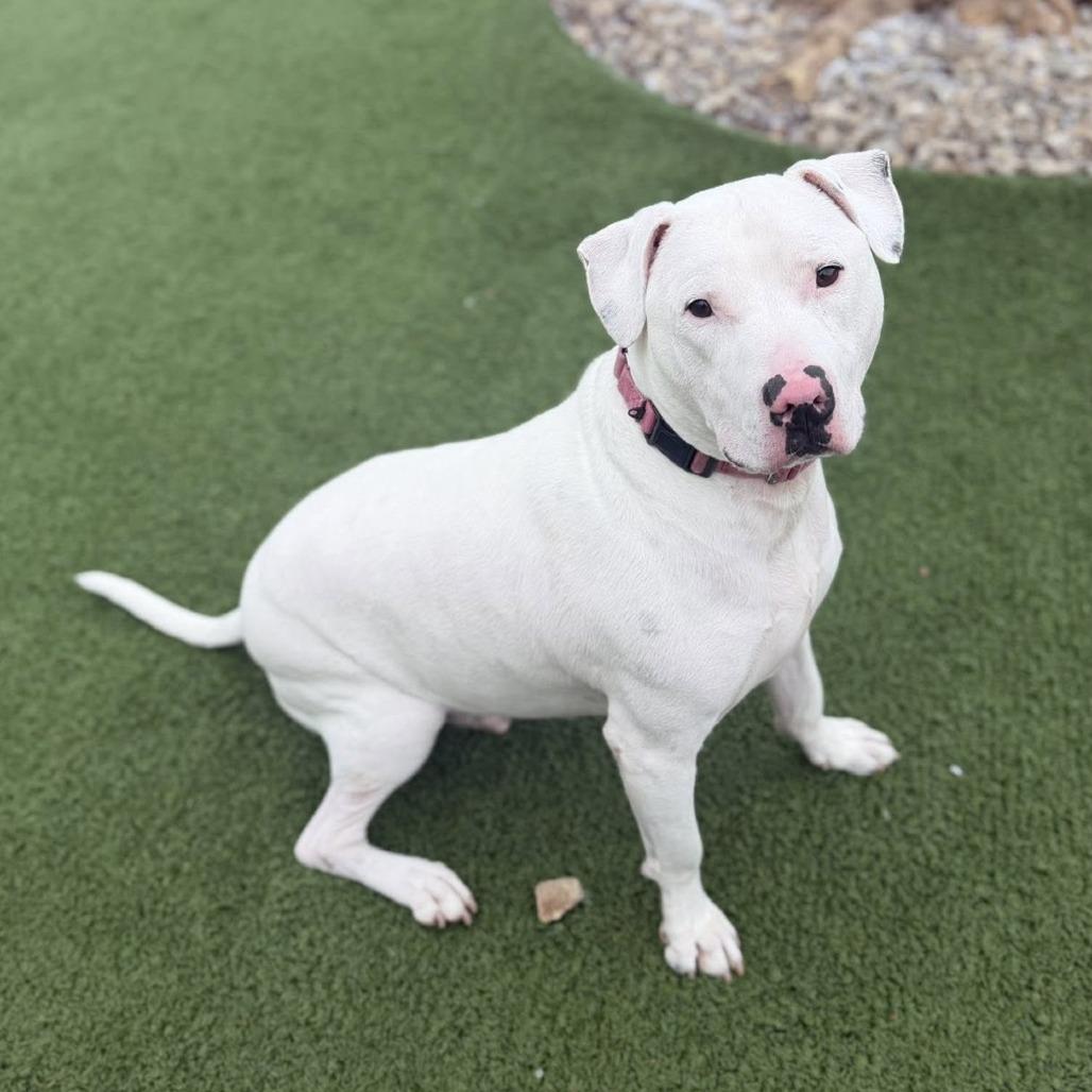 Barley — thumbnail 5