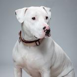 Enlarge Barley, a Adoptable mixed breed in Indianapolis, IN image 6/6