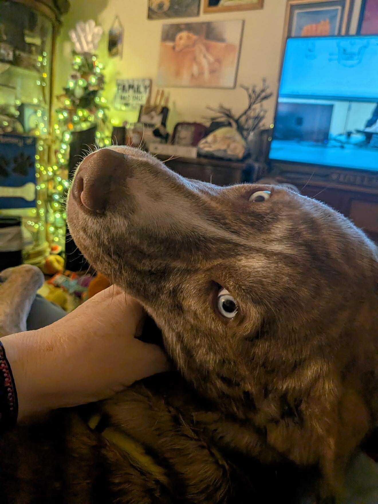 Enlarge Ariana, a Adoptable mixed breed in Billerica, MA image 4/6