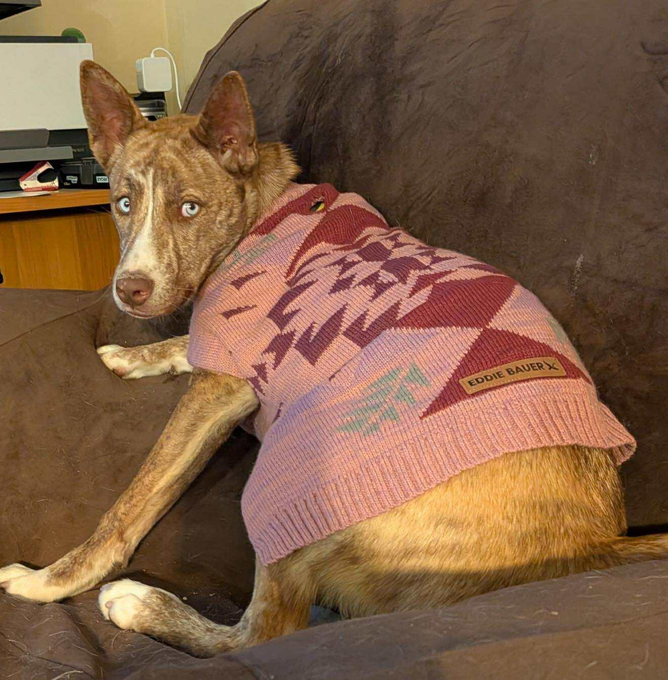 Enlarge Ariana, a Adoptable mixed breed in Billerica, MA image 3/6