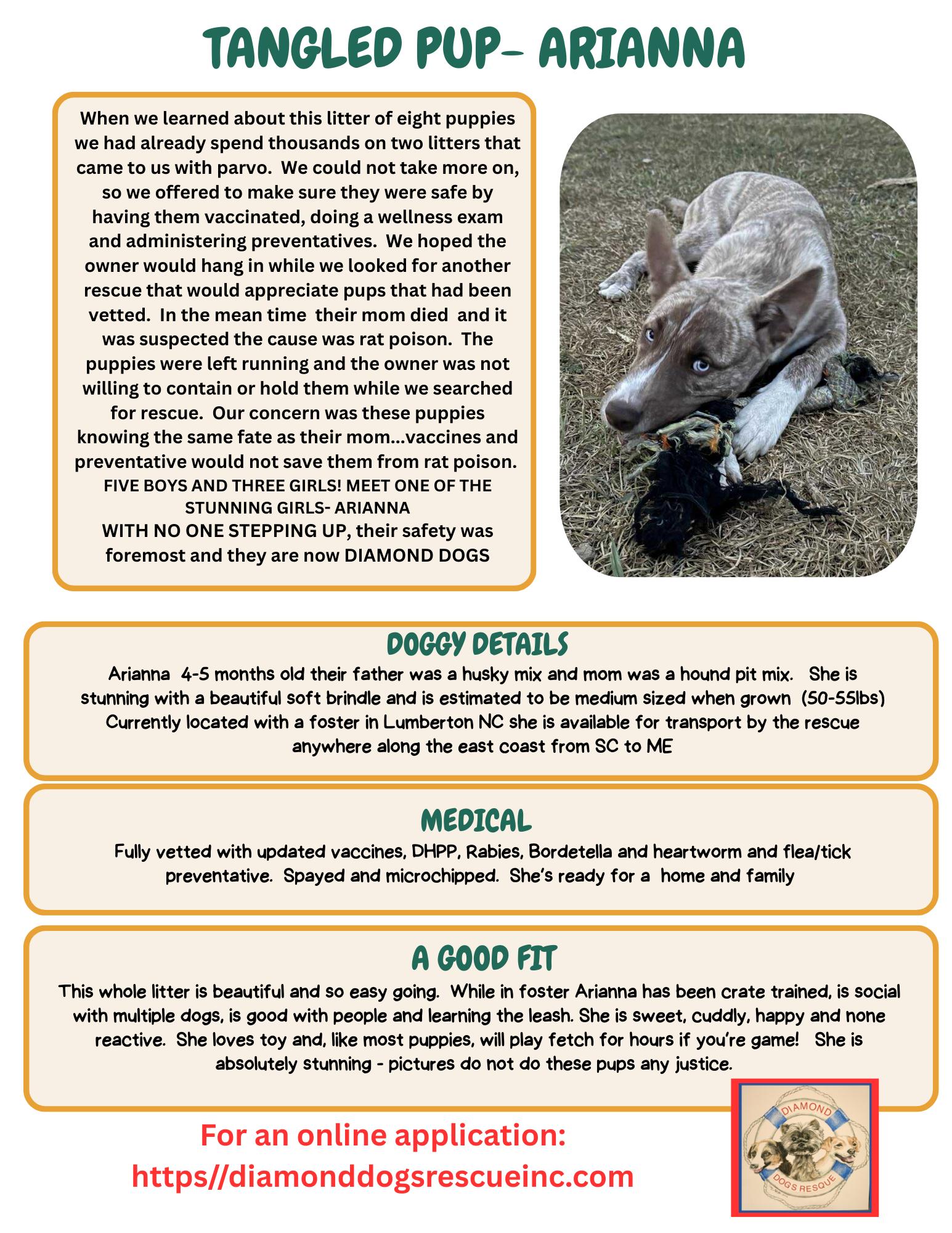 Ariana, a Adoptable mixed breed in Mount Holly, NJ image 2/6