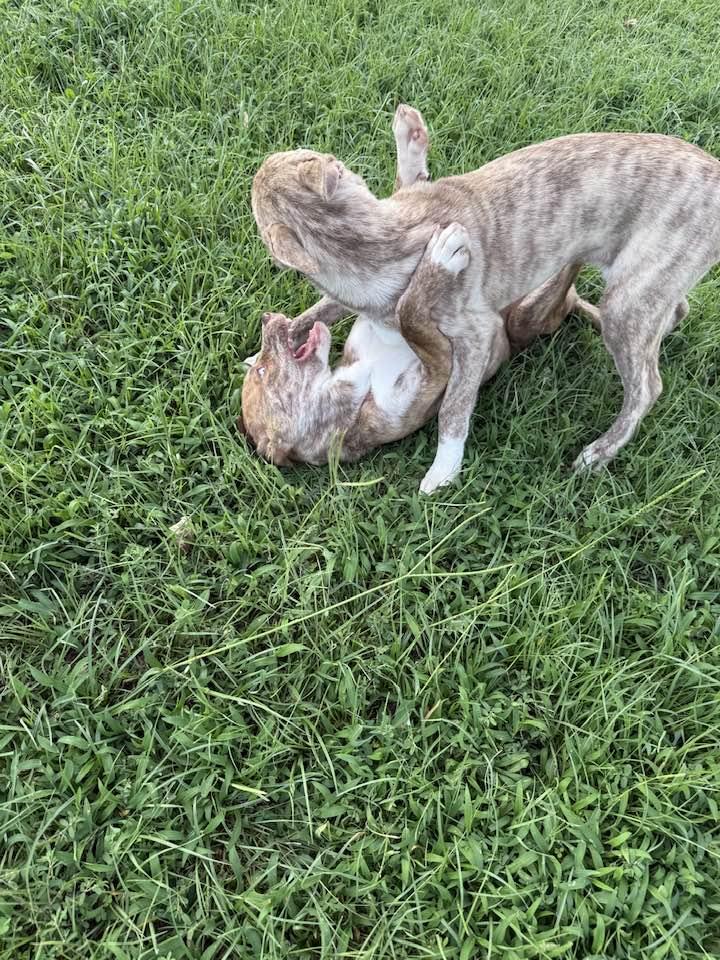 Ariana, a Adoptable mixed breed in Mount Holly, NJ image 3/6