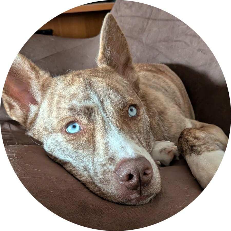 Enlarge Ariana, a Adoptable mixed breed in Billerica, MA image 1/6