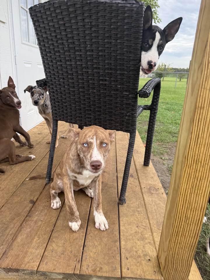 Ariana, a Adoptable mixed breed in Mount Holly, NJ image 4/6