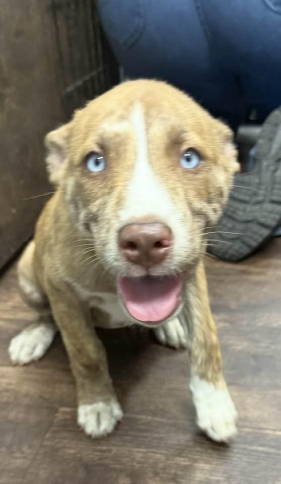 Ariana, a Adoptable mixed breed in Mount Holly, NJ image 5/6