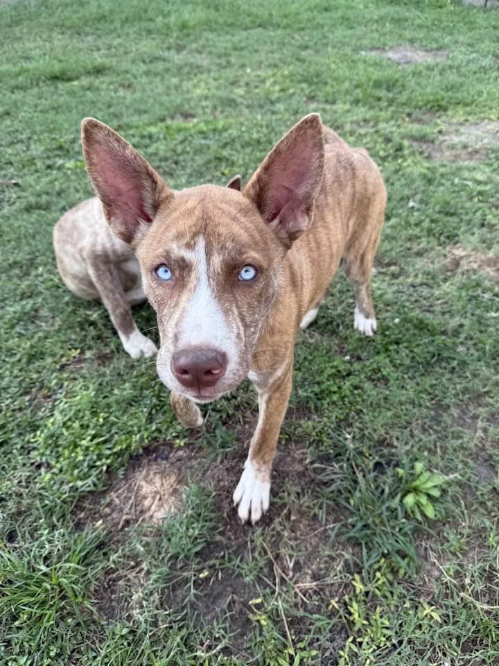 Ariana, a Adoptable mixed breed in Mount Holly, NJ image 1/6