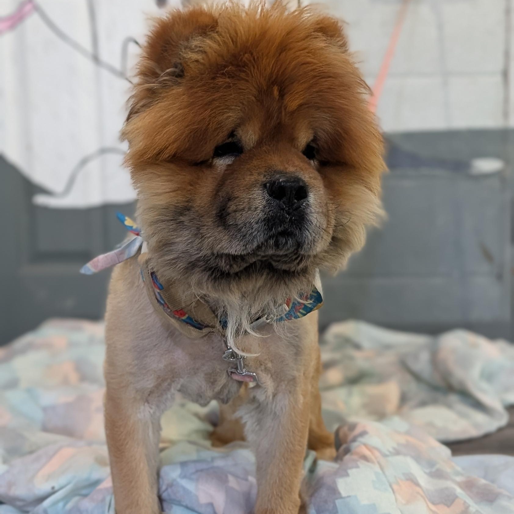 Kuma, ADOPTABLE, Adult Male Chow Chow.