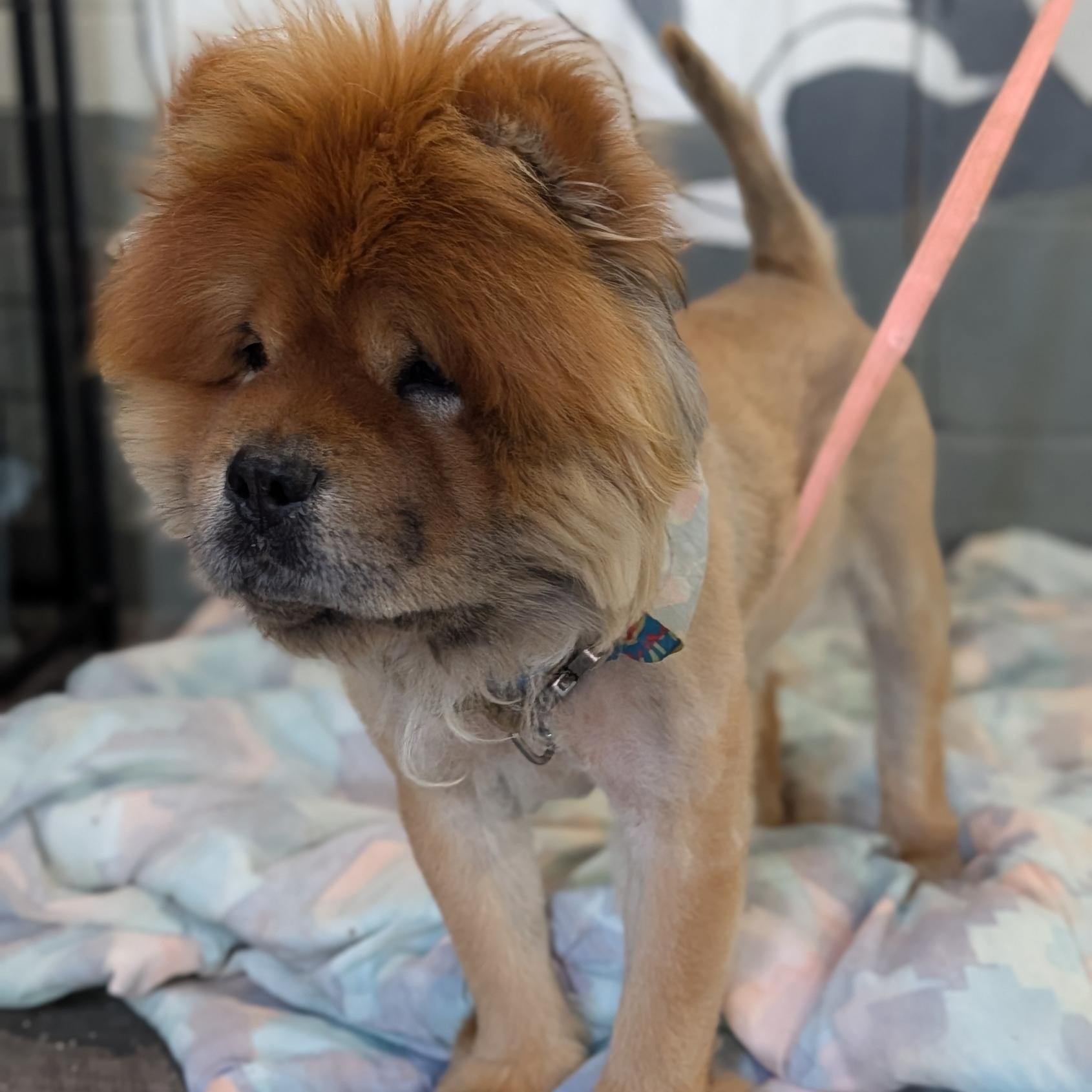 Kuma, a ADOPTABLE Chow Chow in Alma, MI image 2/3