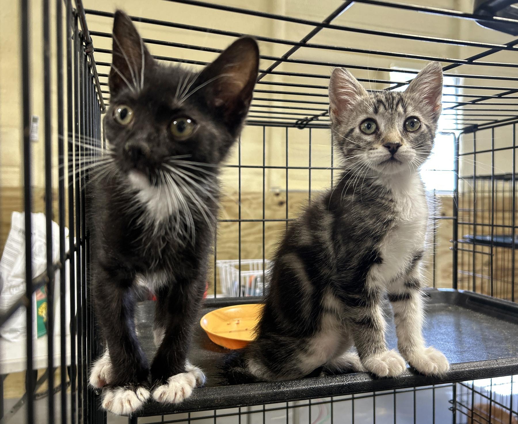 Domino, an adoptable Tuxedo in LAMPASAS, TX, 76550 | Photo Image 4