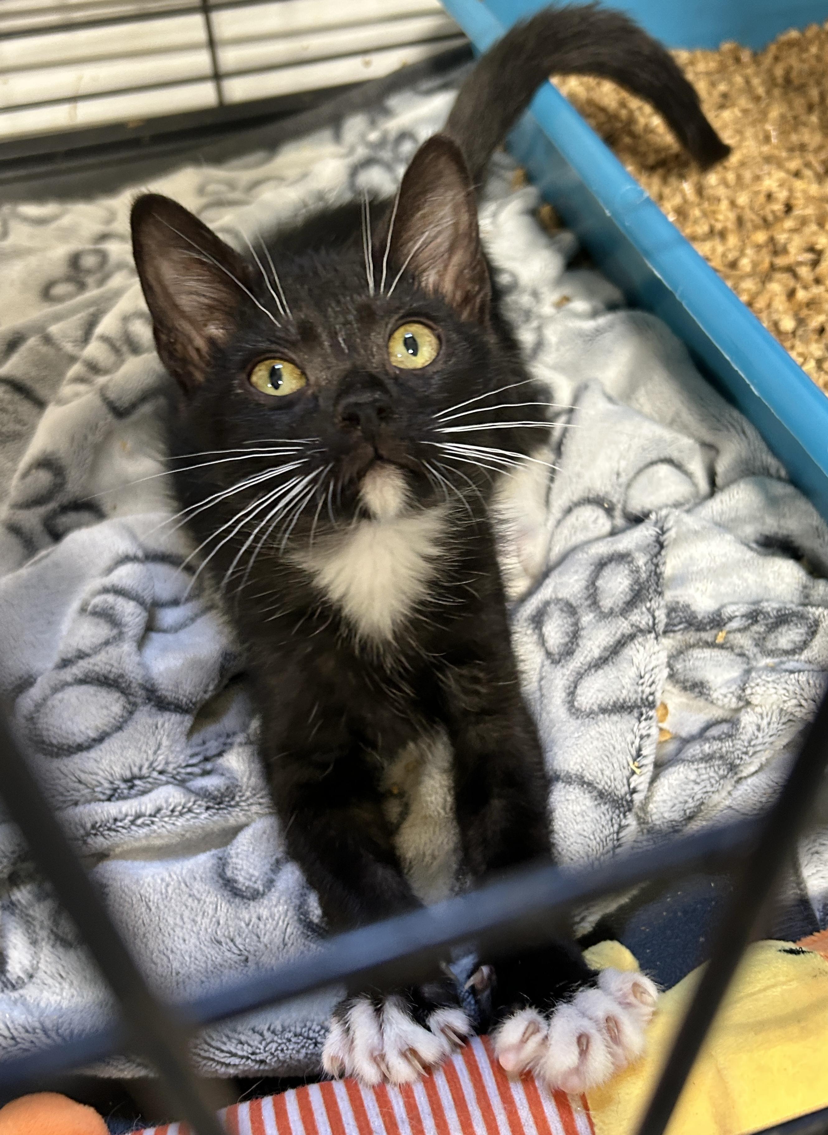 Domino, an adoptable Tuxedo in LAMPASAS, TX, 76550 | Photo Image 1