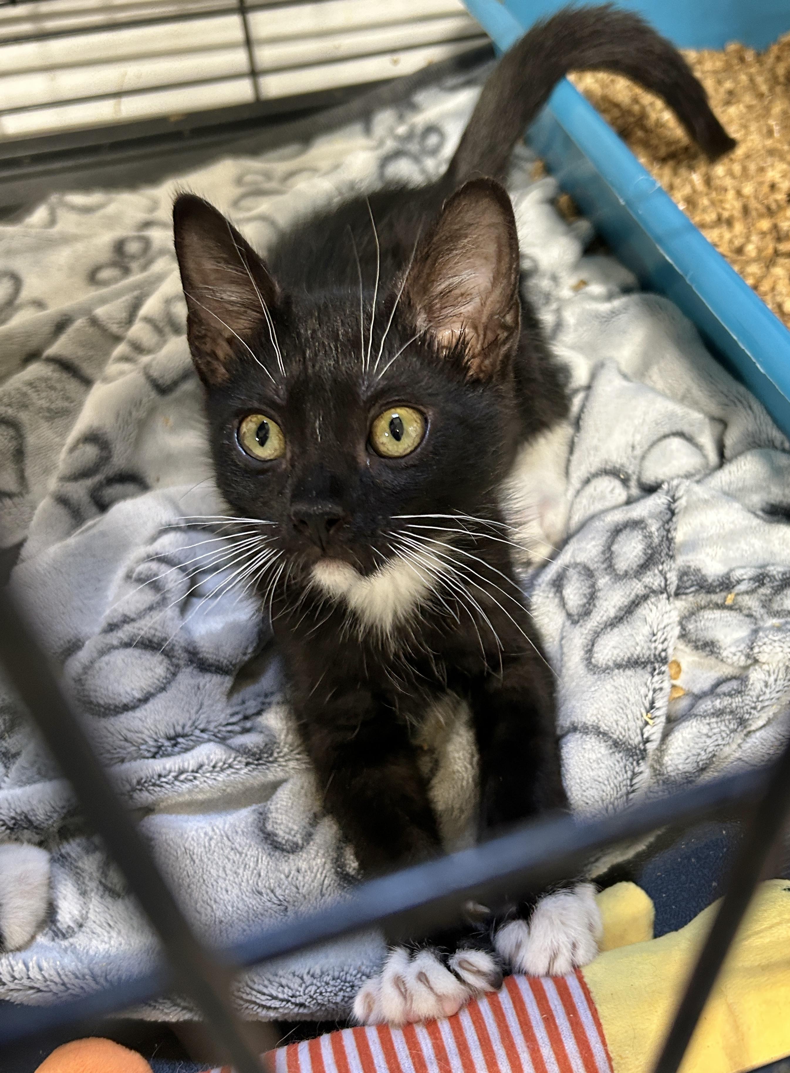 Domino, an adoptable Tuxedo in LAMPASAS, TX, 76550 | Photo Image 2