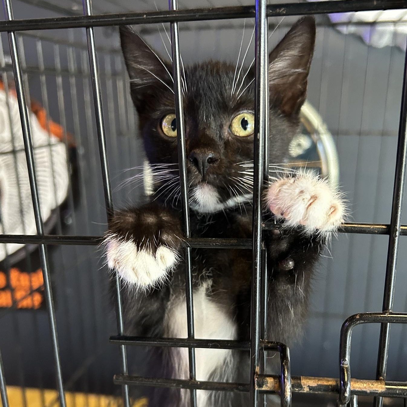 Domino, Baby Male Tuxedo