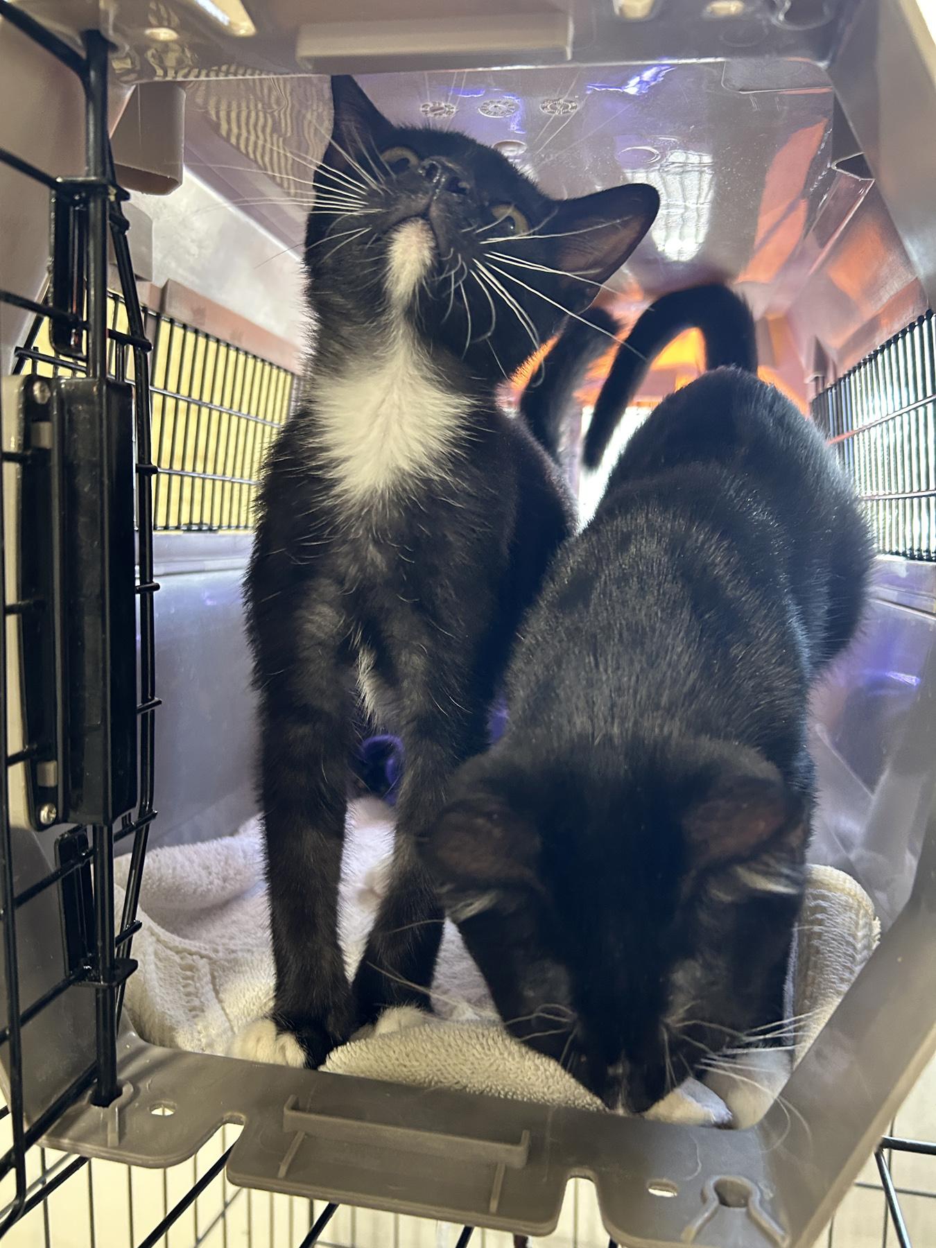 Domino, an adoptable Tuxedo in LAMPASAS, TX, 76550 | Photo Image 2
