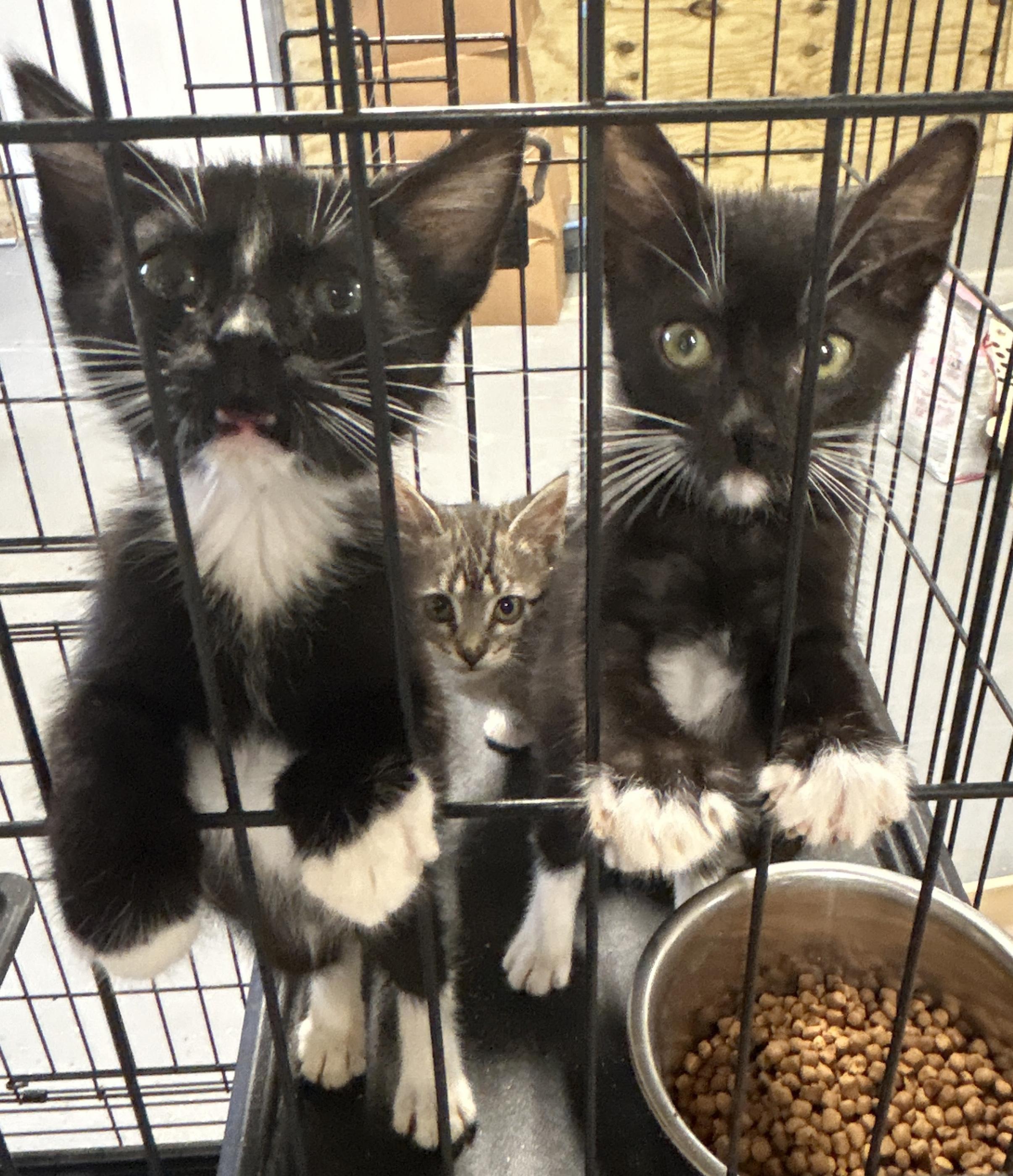 Enlarge Domino, a Adoptable Tuxedo in LAMPASAS, TX image 6/6