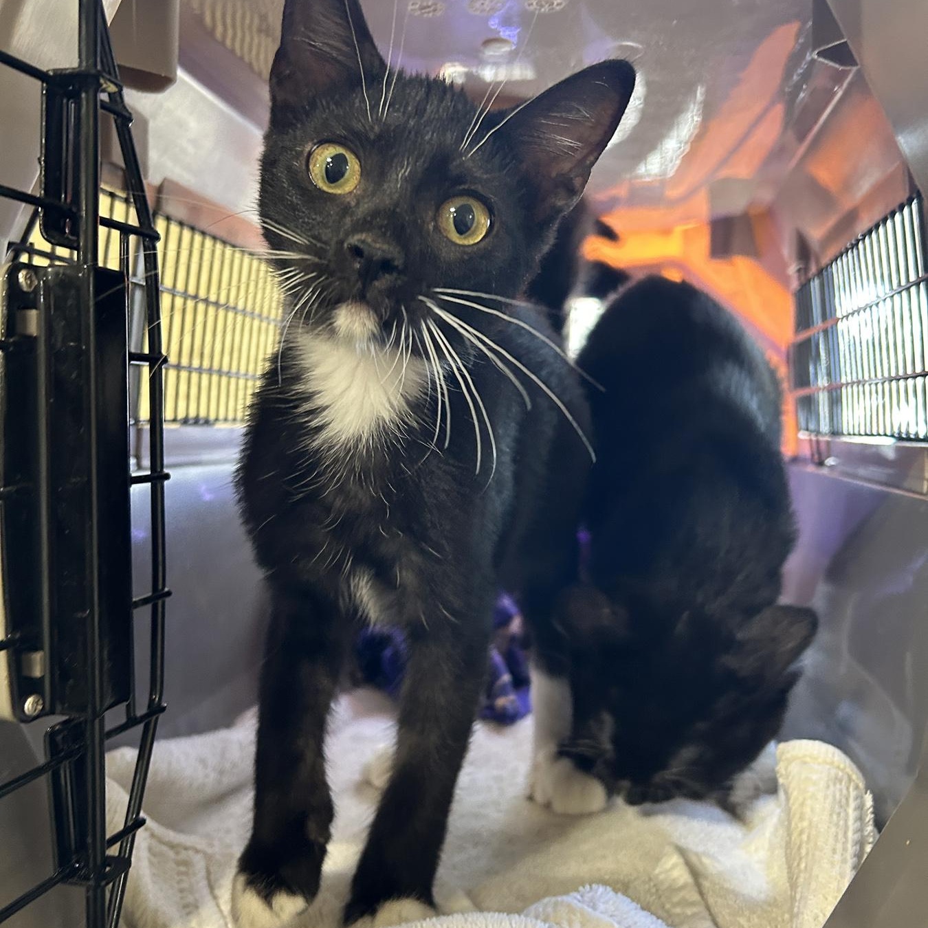 Domino, an adoptable Tuxedo in LAMPASAS, TX, 76550 | Photo Image 1