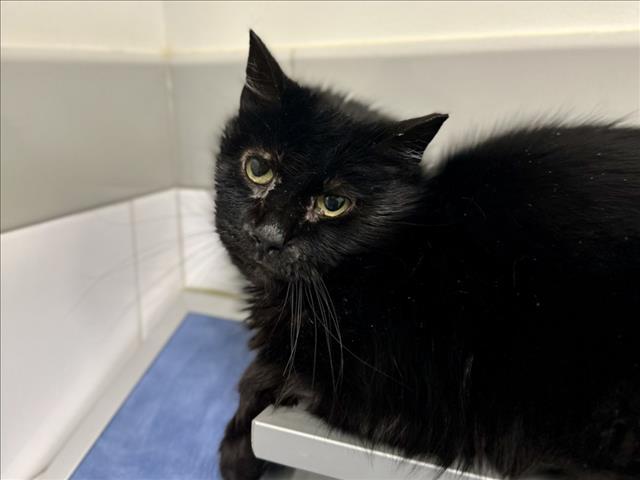 Enlarge ZEB, a Adoptable Domestic Medium Hair in Loveland, CO image 1/1