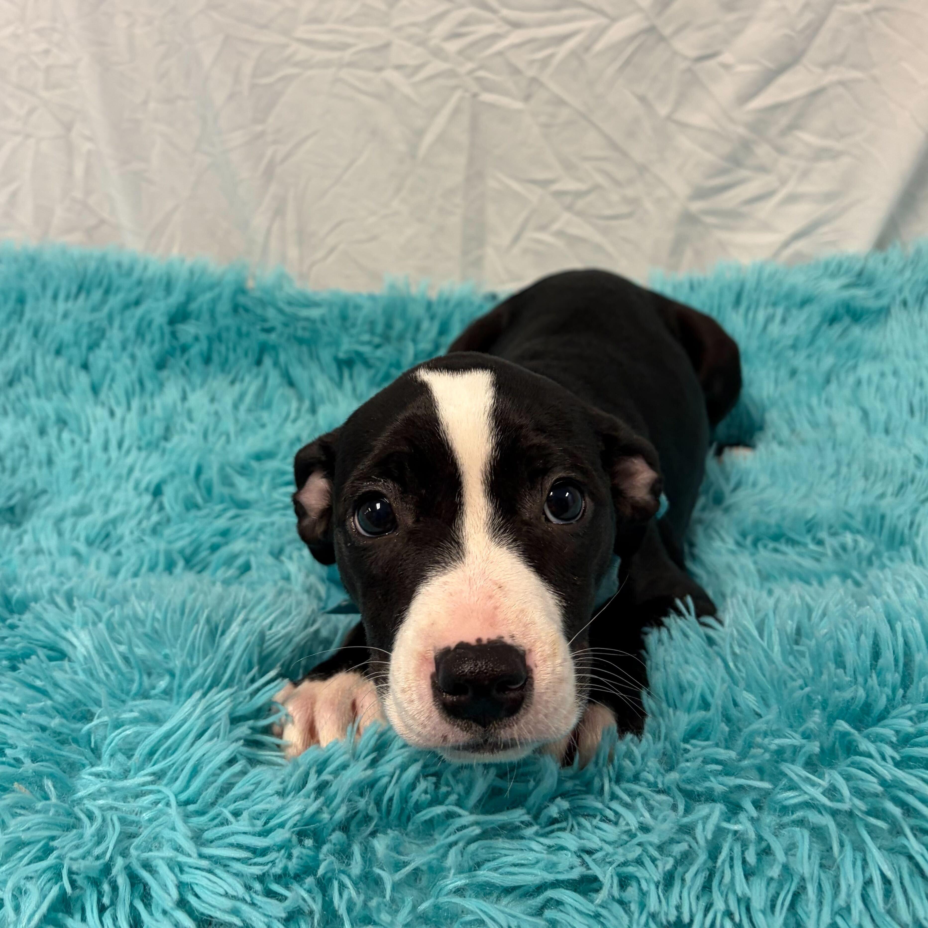 Samira, adoptable, Puppy Female Mixed Breed.