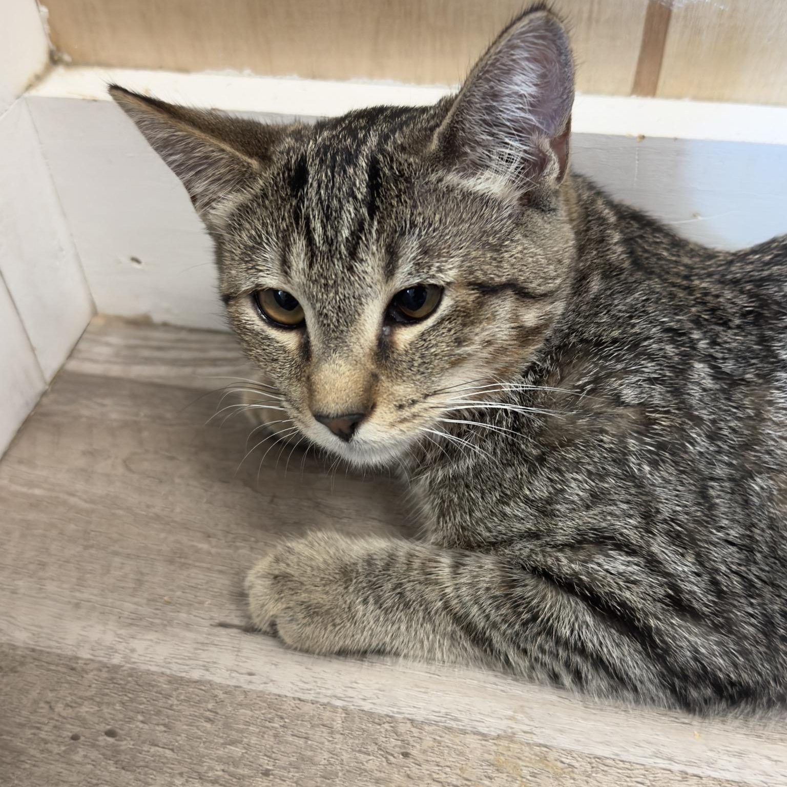 Enlarge Sprite, a Adoptable Domestic Short Hair in Petaluma, CA image 3/4
