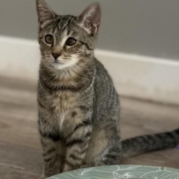 Enlarge Sprite, a Adoptable Domestic Short Hair in Petaluma, CA image 1/4