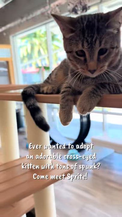 Enlarge Sprite, a Adoptable Domestic Short Hair in Petaluma, CA video 4/4