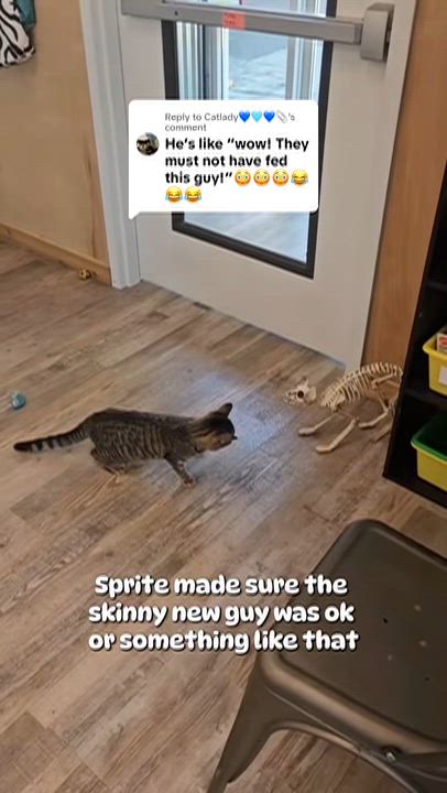 Enlarge Sprite, a Adoptable Domestic Short Hair in Petaluma, CA video 2/4