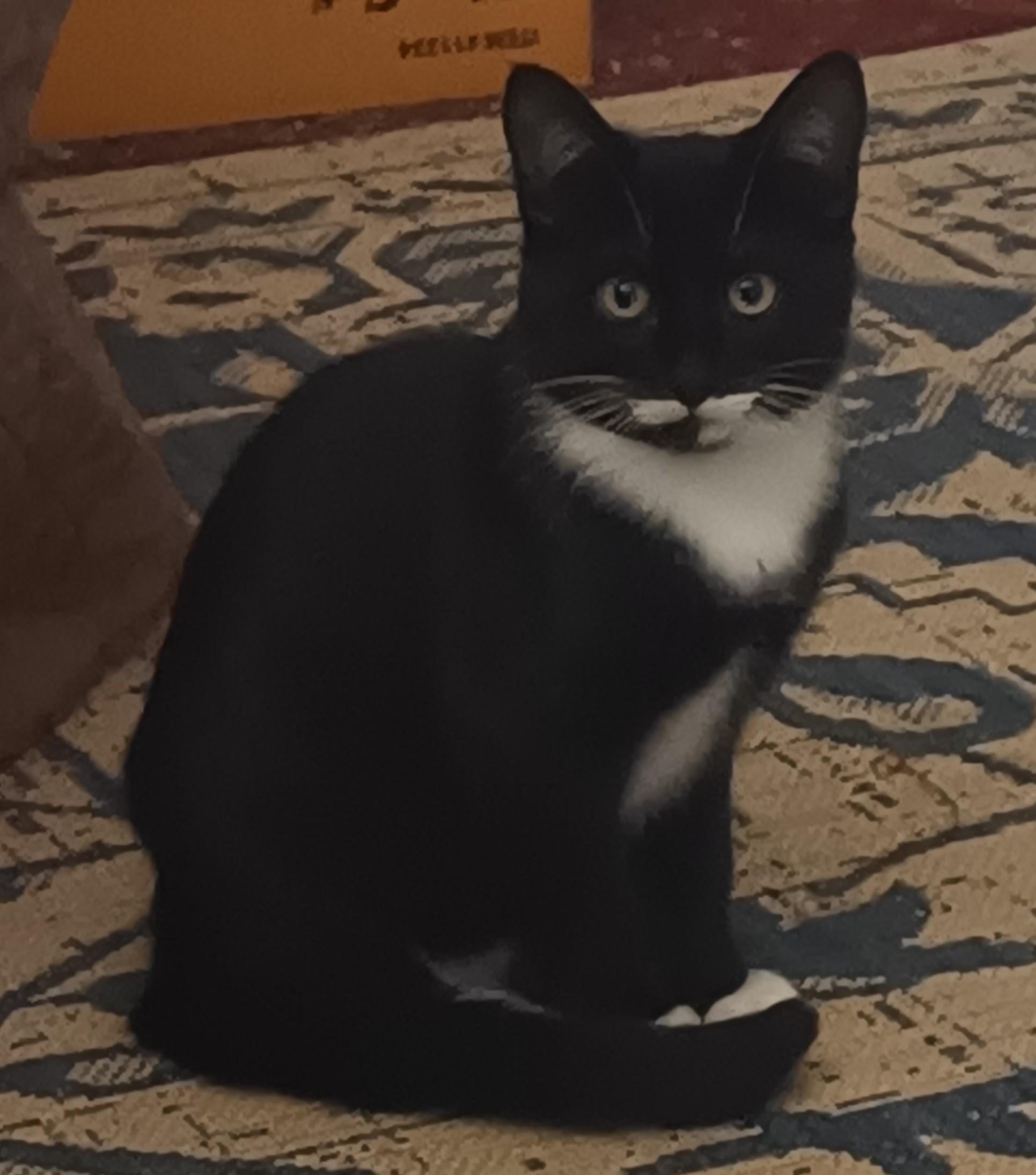 Enlarge NIgel, a Adoptable American Shorthair in Choctaw, OK image 1/2