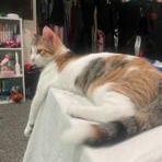 Cats being given up by owner, Adult Male Domestic Short Hair