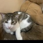 Cats being given up by owner photo 2