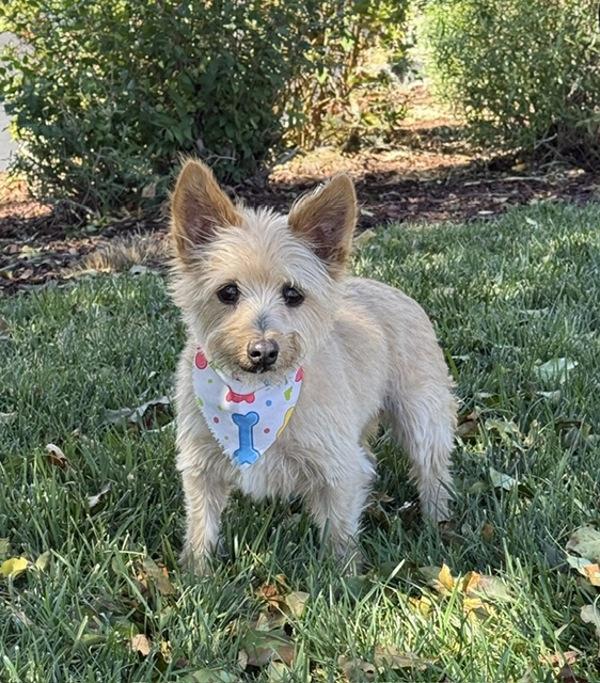 Enlarge Britt, a Adoptable mixed breed in Littleton, CO image 1/1