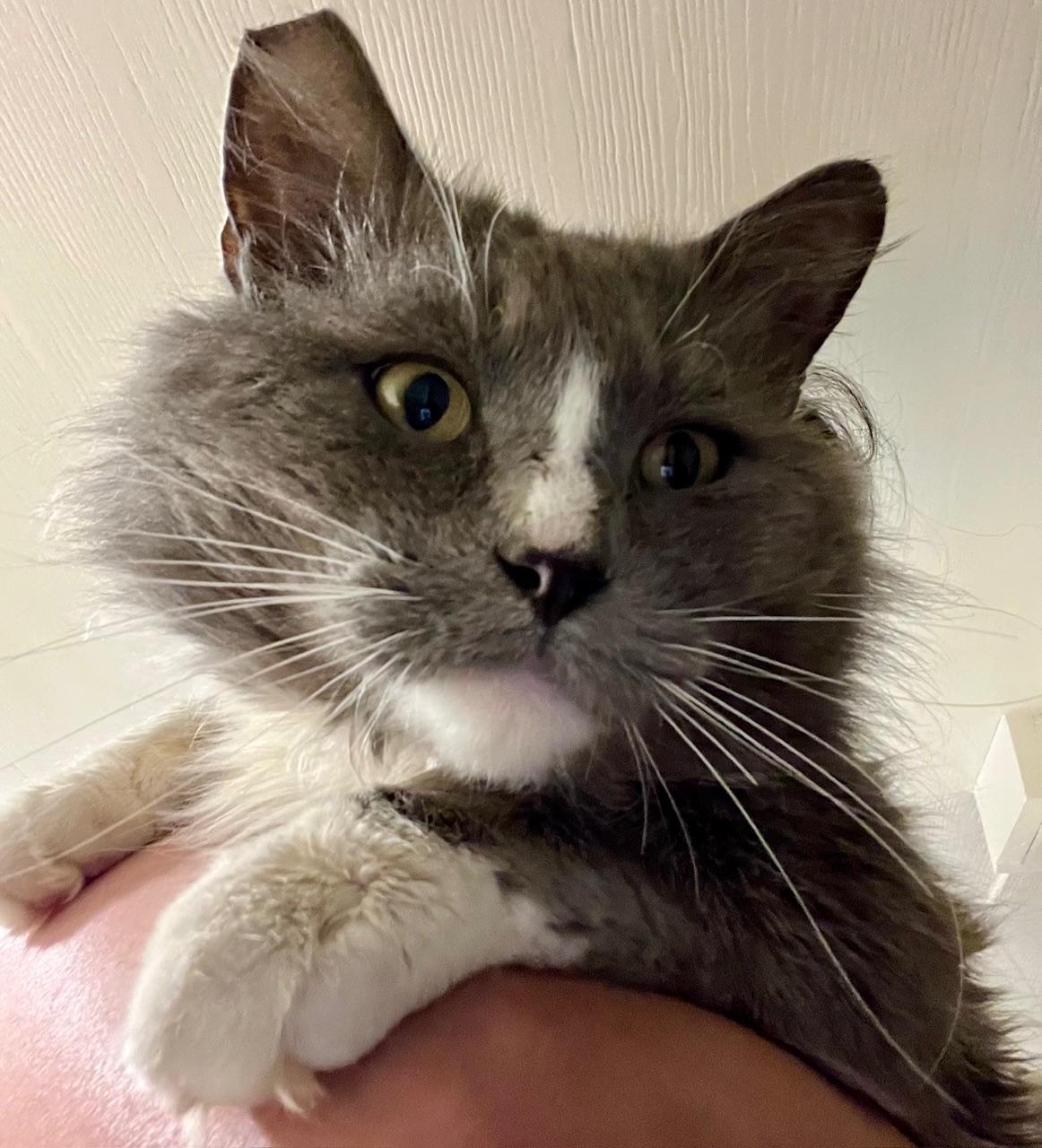 Rocco, ADOPTABLE, Young Male Domestic Long Hair.