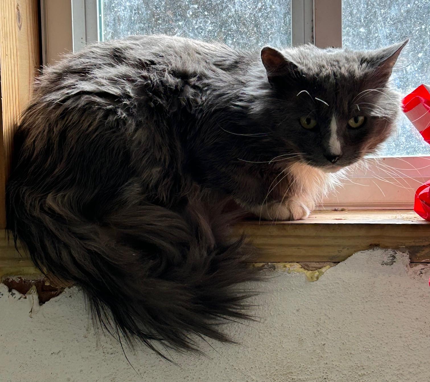 Rocco, a ADOPTABLE mixed breed in Bridgeport, CT image 4/4