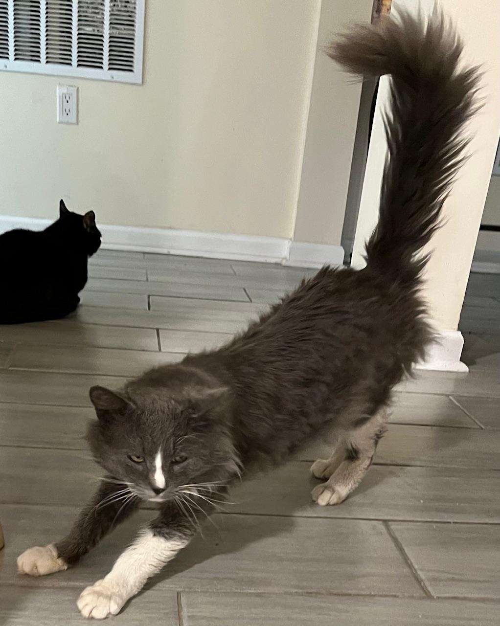 Rocco, a ADOPTABLE mixed breed in Bridgeport, CT image 2/4