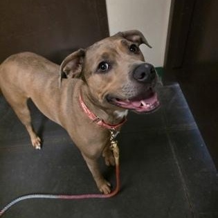 Violet, a Adoptable mixed breed in Springfield, MO image 6/6