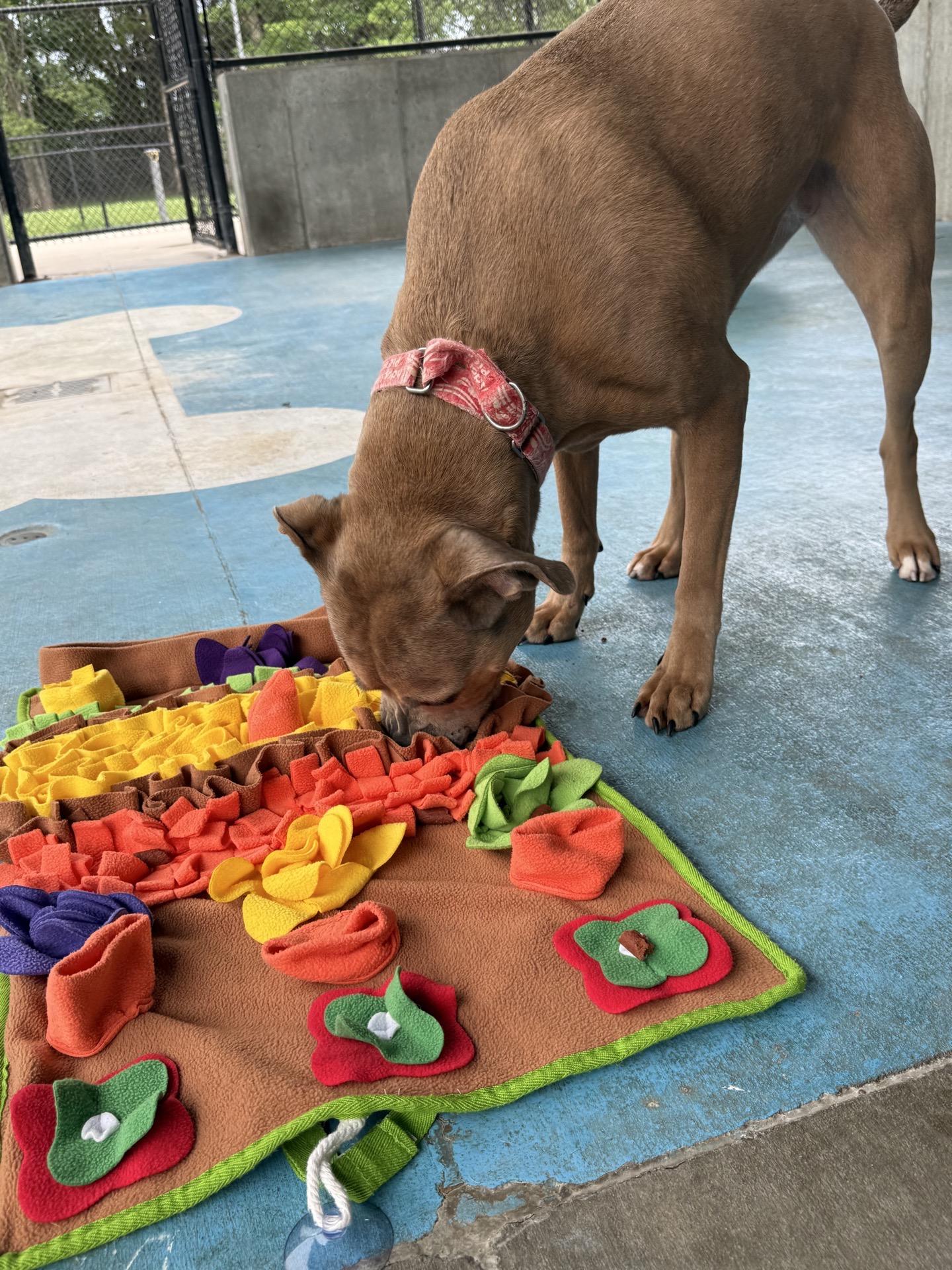 Violet, a Adoptable mixed breed in Springfield, MO image 5/6