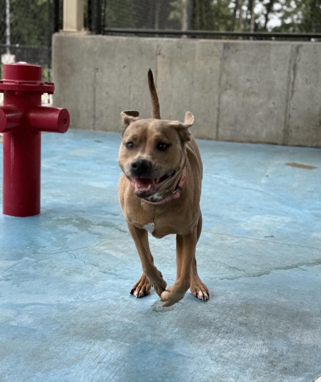 Violet, a Adoptable mixed breed in Springfield, MO image 3/6