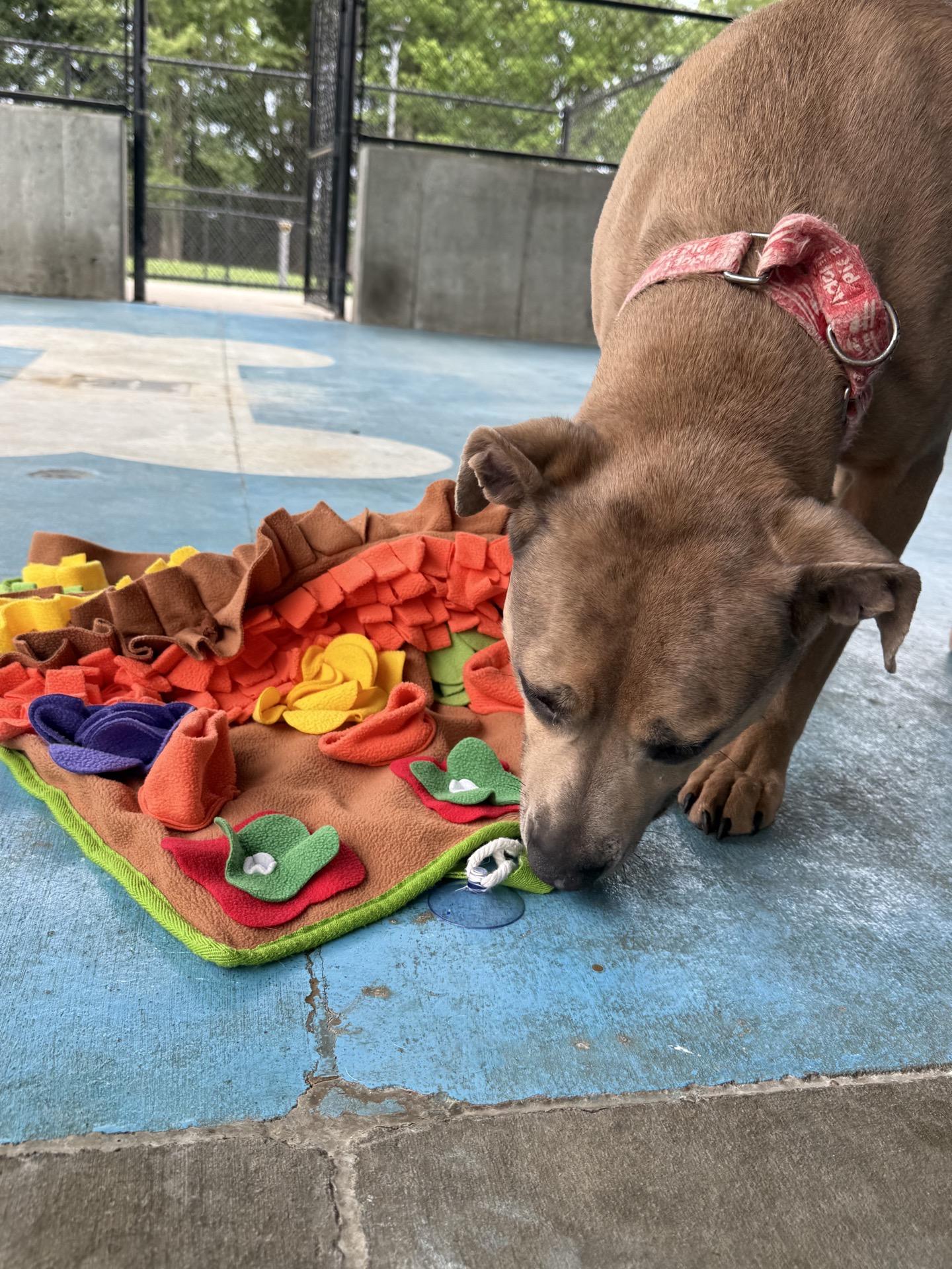Violet, a Adoptable mixed breed in Springfield, MO image 2/6
