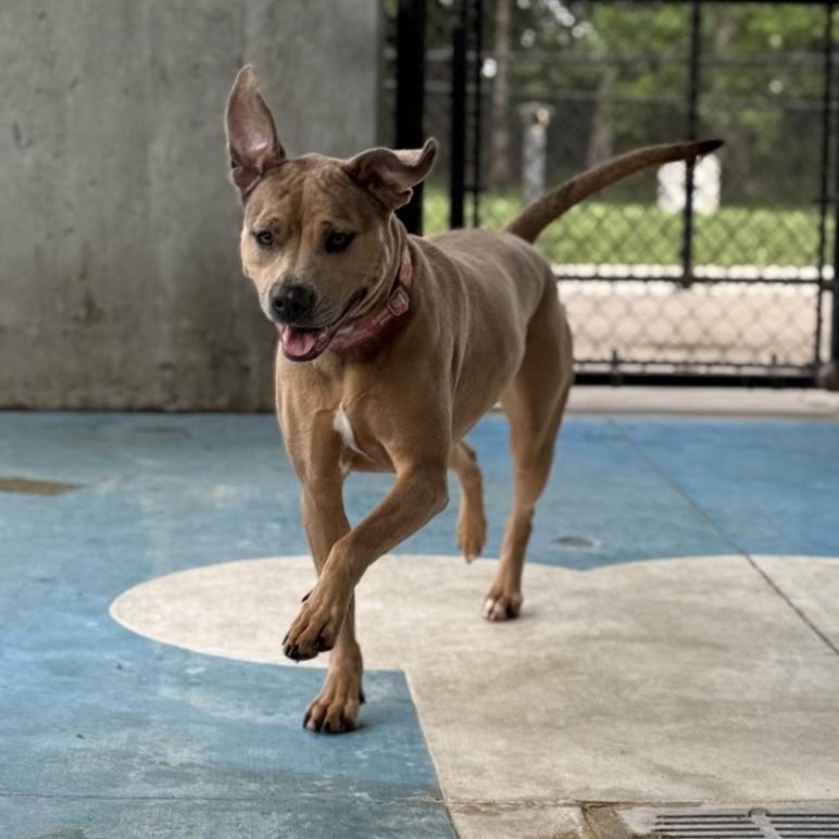 Violet, Adoptable, Adult Female Catahoula Leopard Dog.