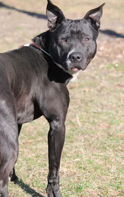 Enlarge CASSIDY, a ADOPTABLE Pit Bull Terrier in Wyandotte, MI image 4/4