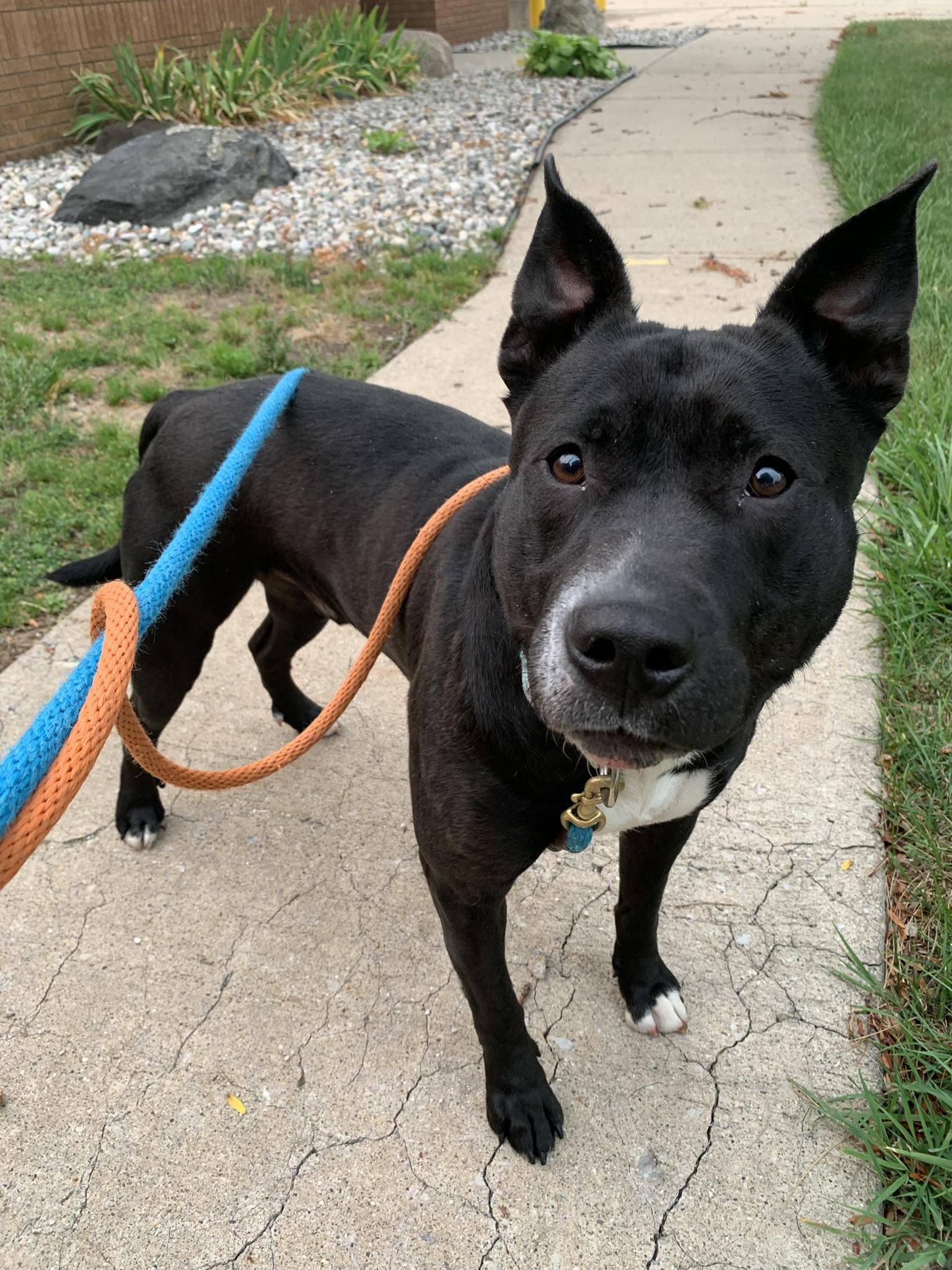 CASSIDY, a ADOPTABLE Pit Bull Terrier in Wyandotte, MI image 2/6